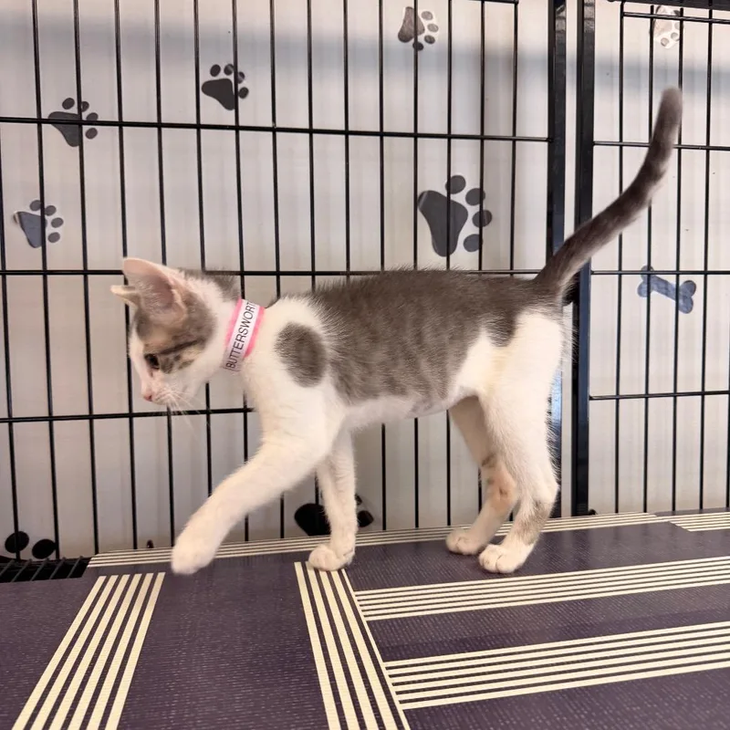 Miss Buttersworth thumbnail 4