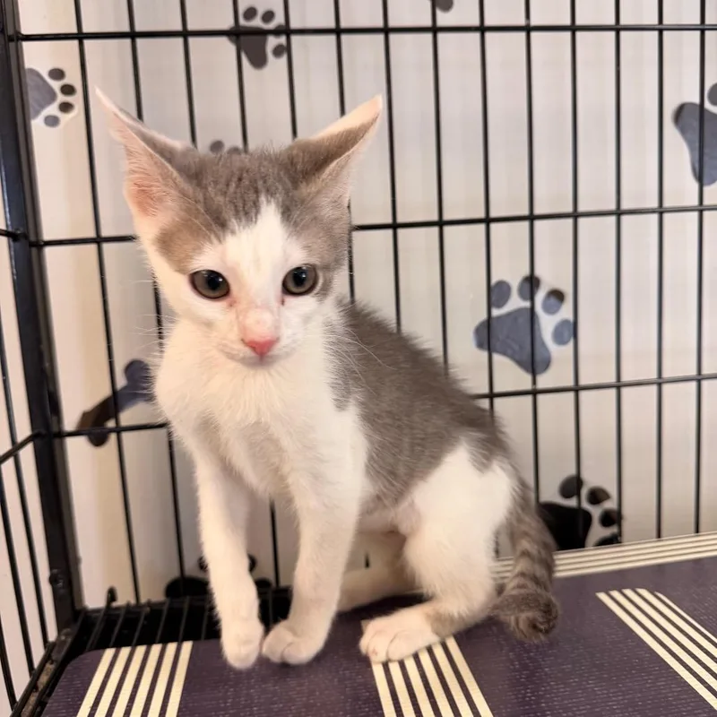 Miss Buttersworth thumbnail 5