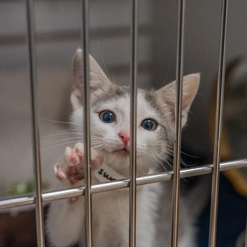 Miss Buttersworth thumbnail 6