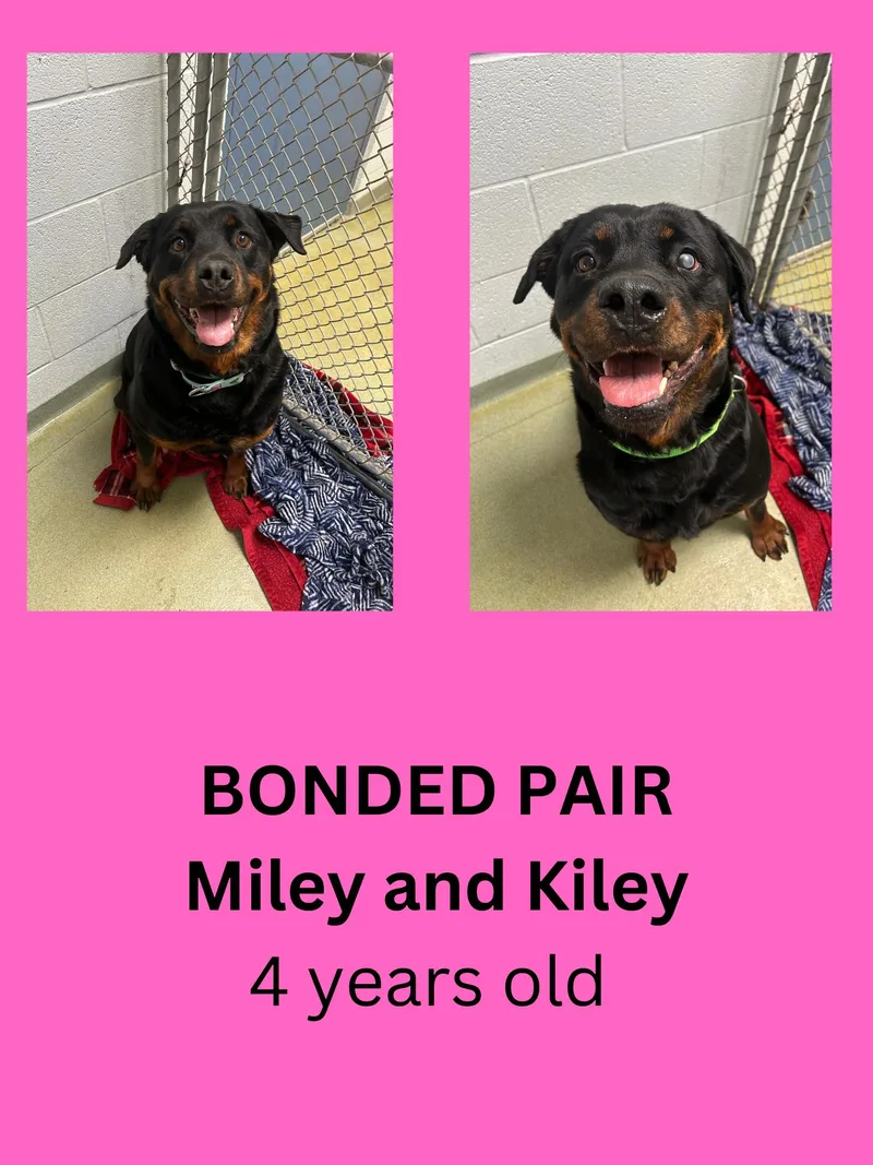 Miley And Kiley