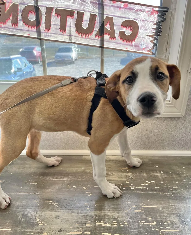 A baby medium-sized female Boxer dog named Mable for adoption in Manchester, CT