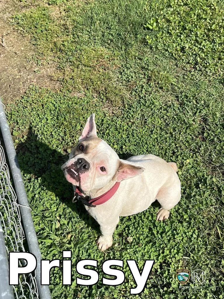 Prissy