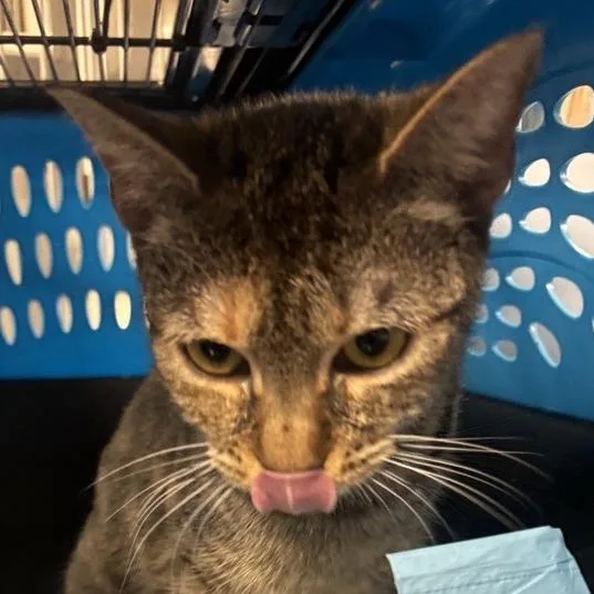An adult medium-sized female Brown / Chocolate Domestic Short Hair cat named Diamond for adoption in New York, NY