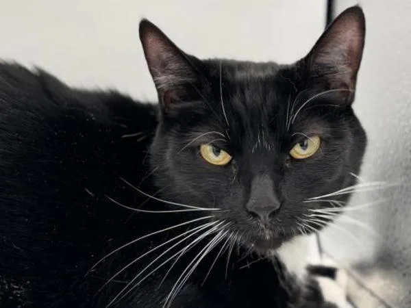 An adult small-sized female Domestic Short Hair cat named Tilly for adoption in Portland, OR