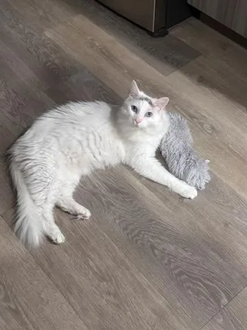 Nefertiti Queen Of Hearts