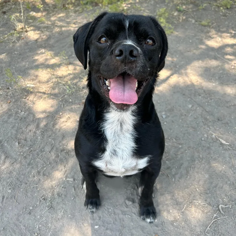 An adult medium-sized male Black Puggle dog named Cherokee for adoption in Lindon, UT