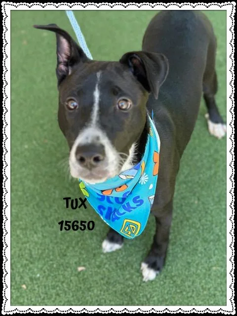 Tux thumbnail 3