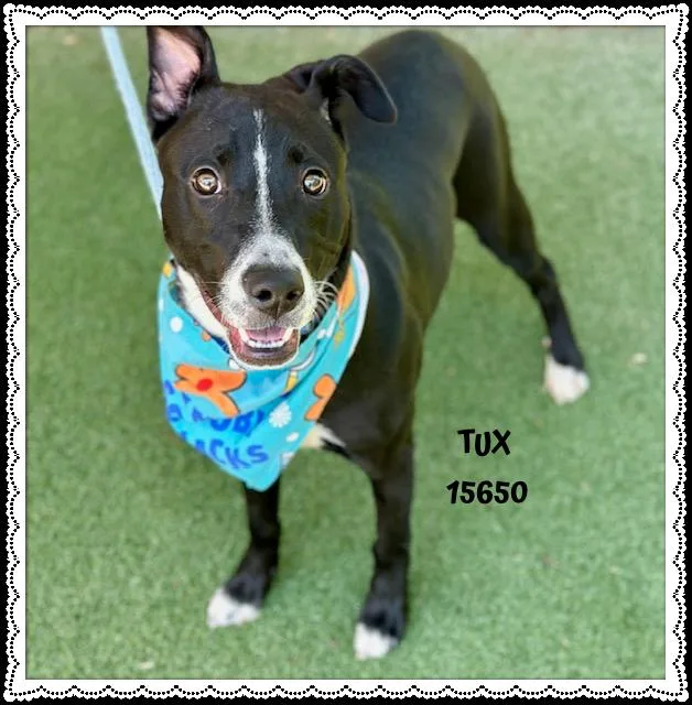 Tux thumbnail 4