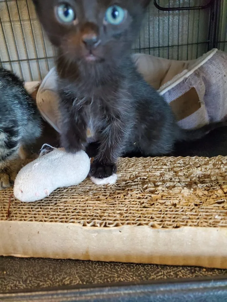 A young small-sized male Domestic Long Hair cat named Marlon for adoption in Bossier City, LA