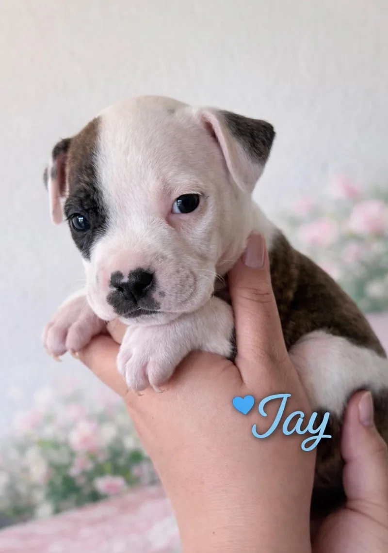 A baby small-sized male Brindle French Bulldog dog named Jay for adoption in Lafayette, CA