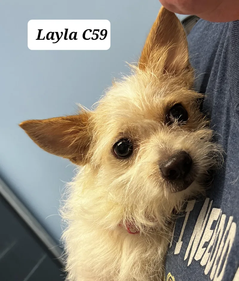 Layla