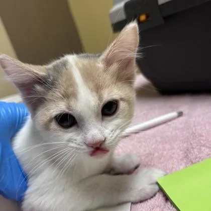 A baby small-sized female Domestic Short Hair cat named Pom Pom for adoption in Merriam, KS