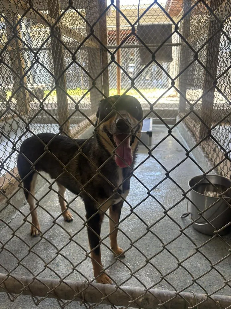 An adult medium-sized male Affenpinscher dog named Buck for adoption in Livingston, LA