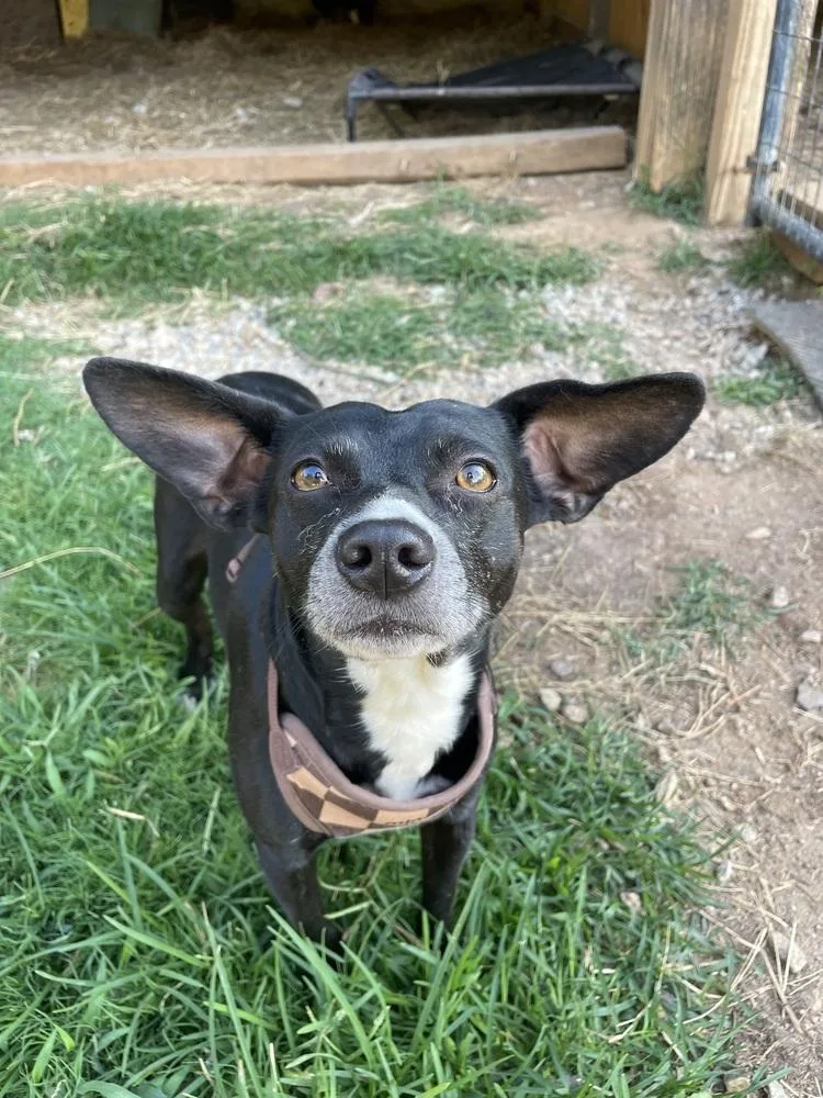 Taz