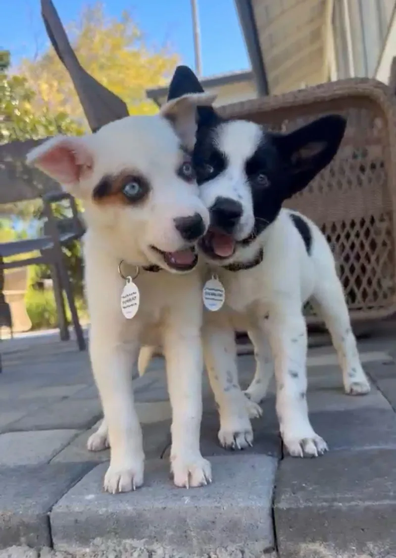 A baby small-sized female Australian Cattle Dog / Blue Heeler dog named Paige for adoption in Los Angeles, CA