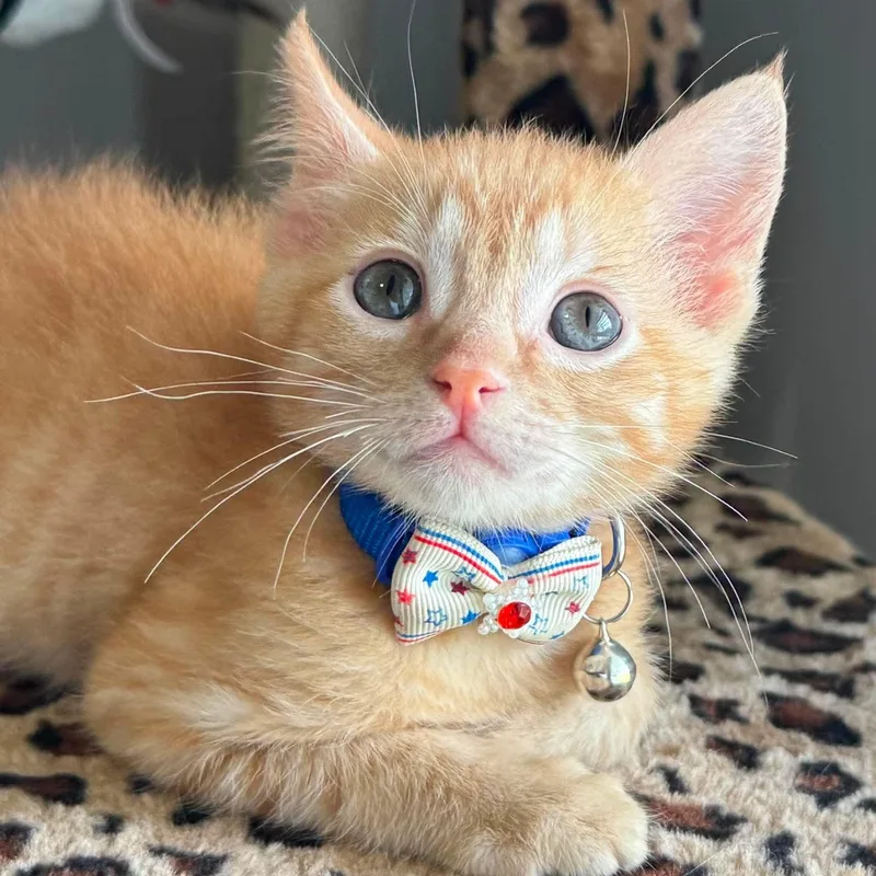 A baby medium-sized male Tabby (Orange / Red) Domestic Short Hair cat named Eddie for adoption in Caldwell, TX