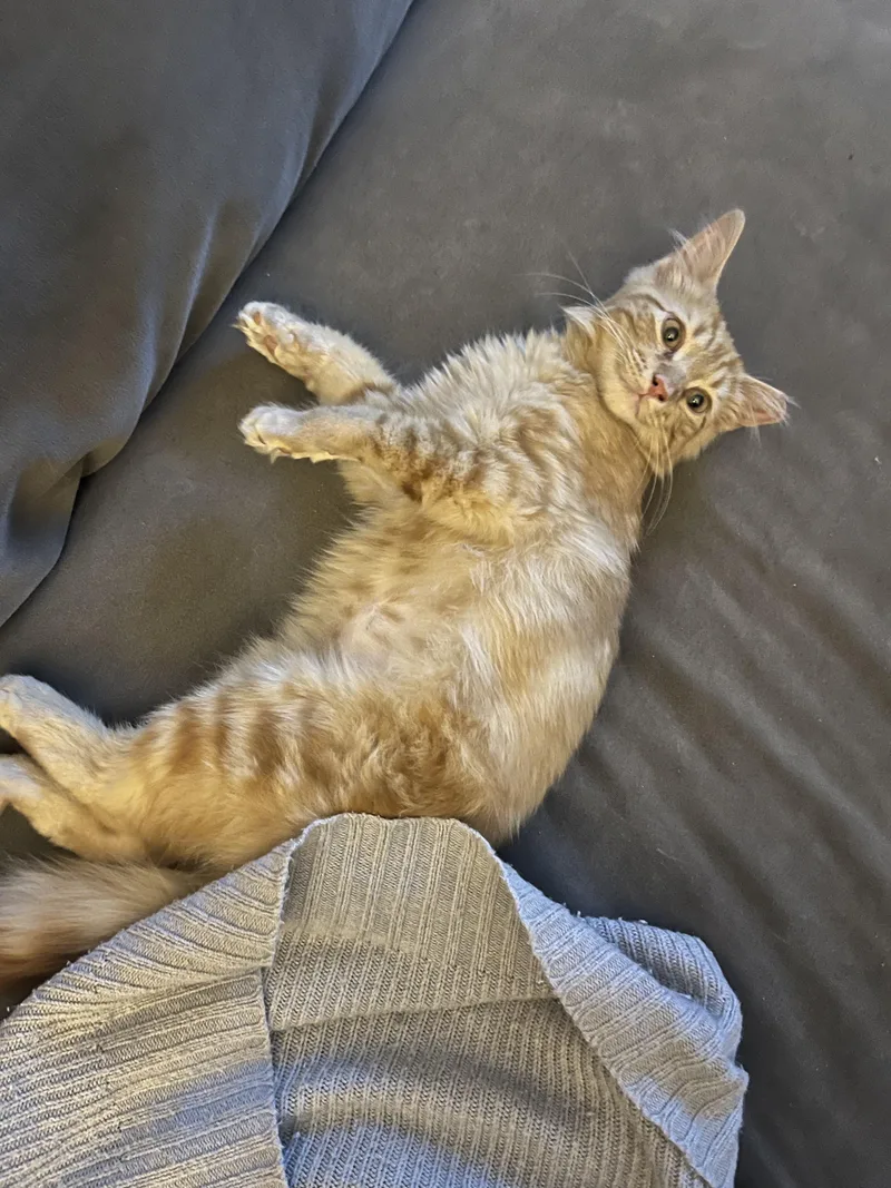 A baby large-sized male Orange / Red Domestic Medium Hair cat named Sticks for adoption in Brooklyn, NY