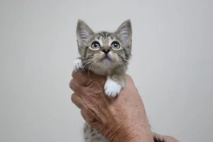 A baby small-sized female Domestic Short Hair cat named Shrimp for adoption in Brunswick, GA
