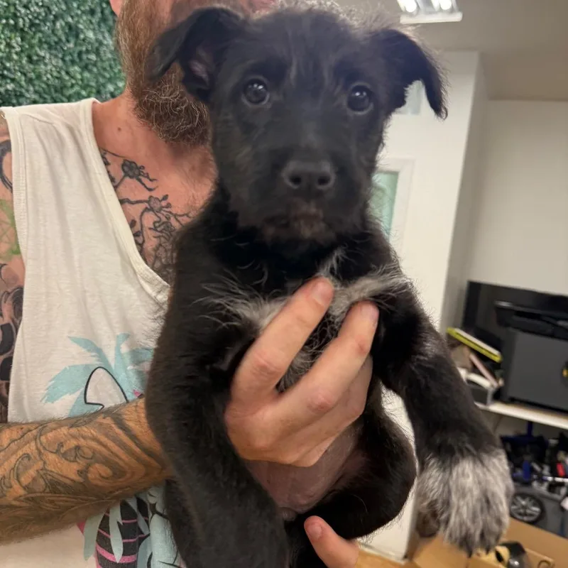 A baby small-sized female Black Mixed Breed dog named Sassy for adoption in Grand Junction, CO