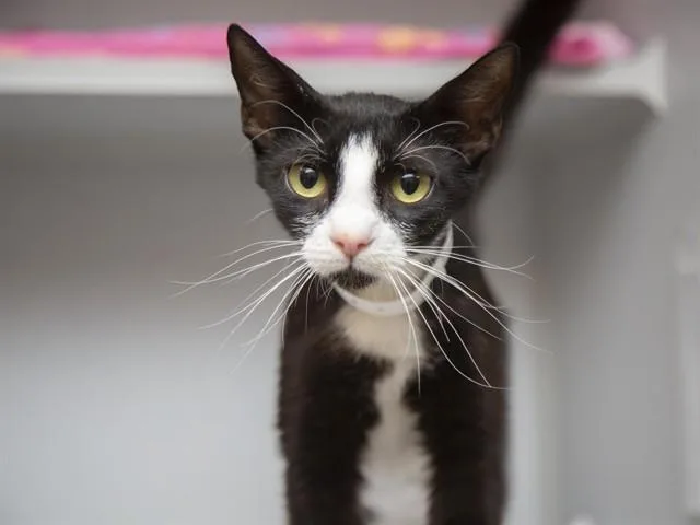 A young medium-sized female Domestic Short Hair cat named Irina for adoption in Phoenix, AZ