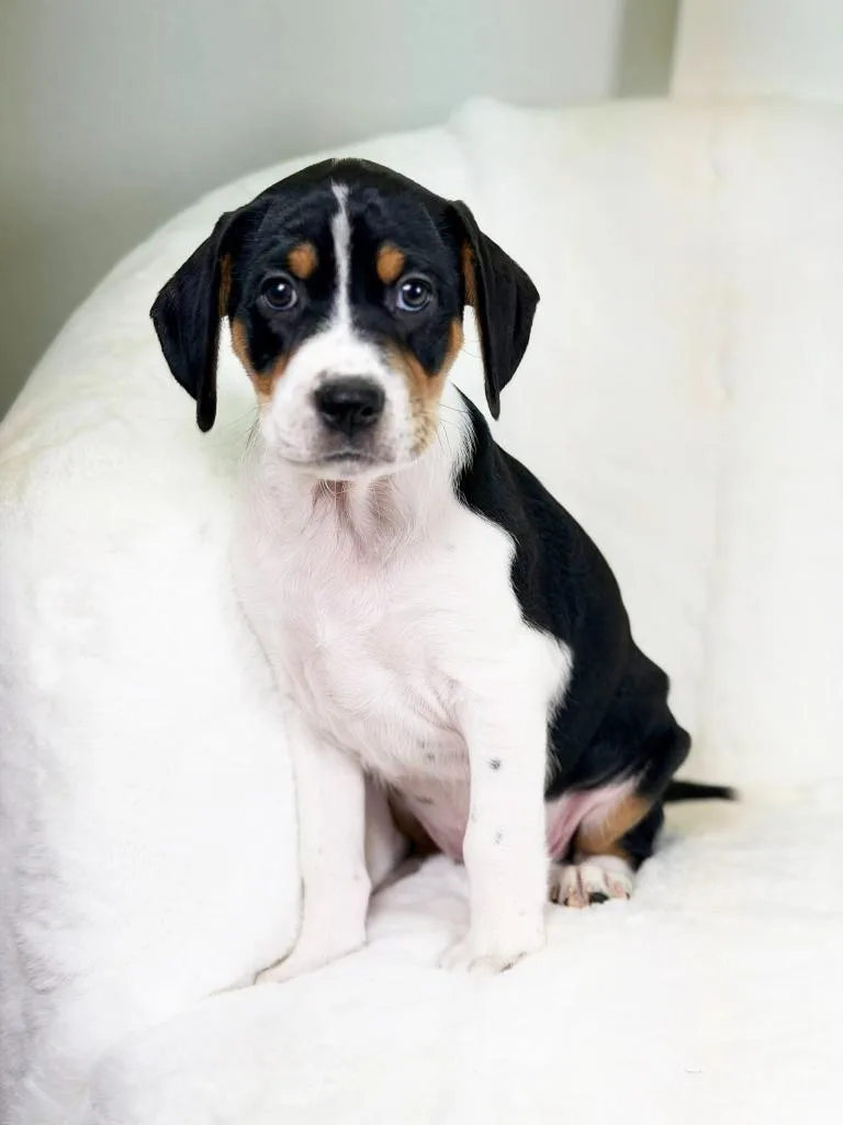 Herb Litter  Cilantro