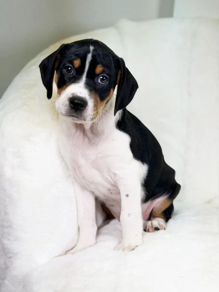 Herb Litter  Cilantro thumbnail 2