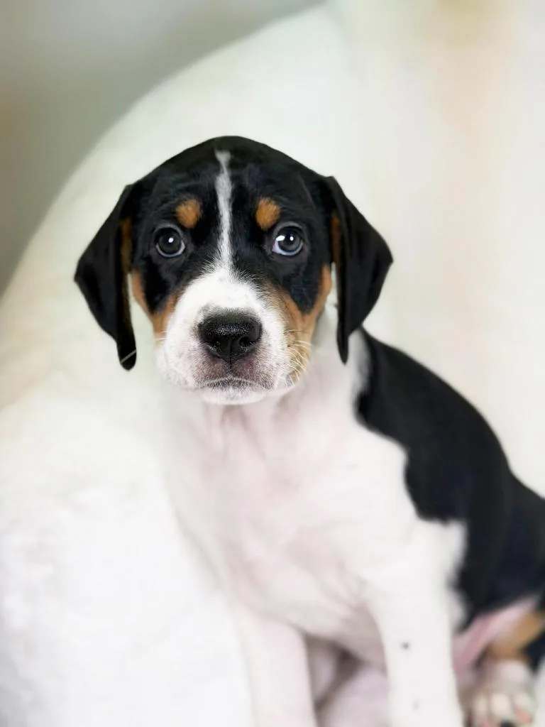 Herb Litter  Cilantro thumbnail 3