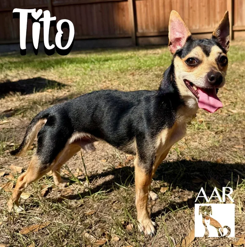 A young small-sized male Chihuahua dog named Tito for adoption in Magnolia, TX