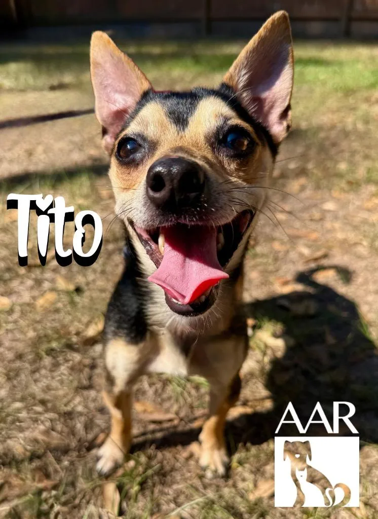 Tito thumbnail 2