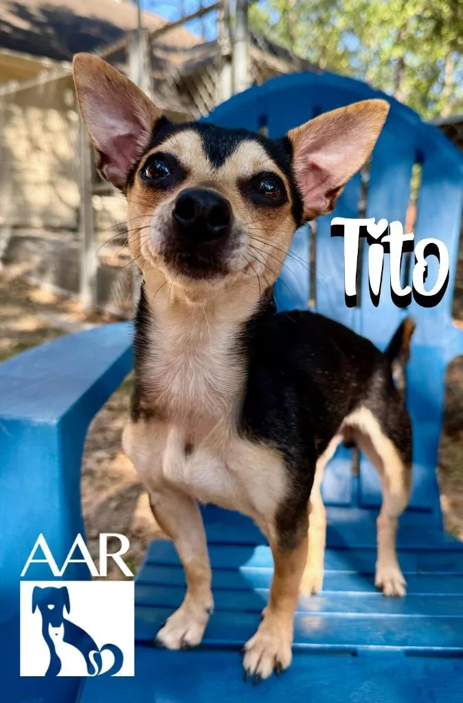 Tito thumbnail 4