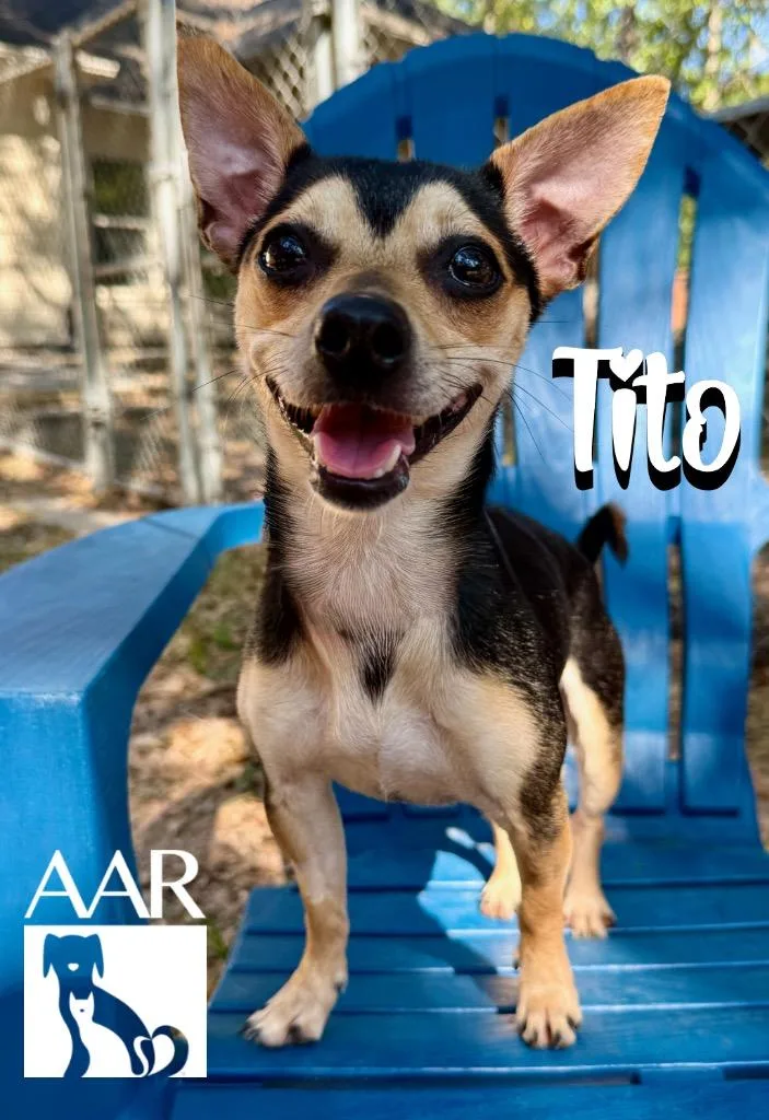 Tito thumbnail 5