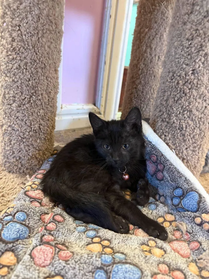 A young small-sized female Black Domestic Short Hair cat named Anna for adoption in Freeport, NY