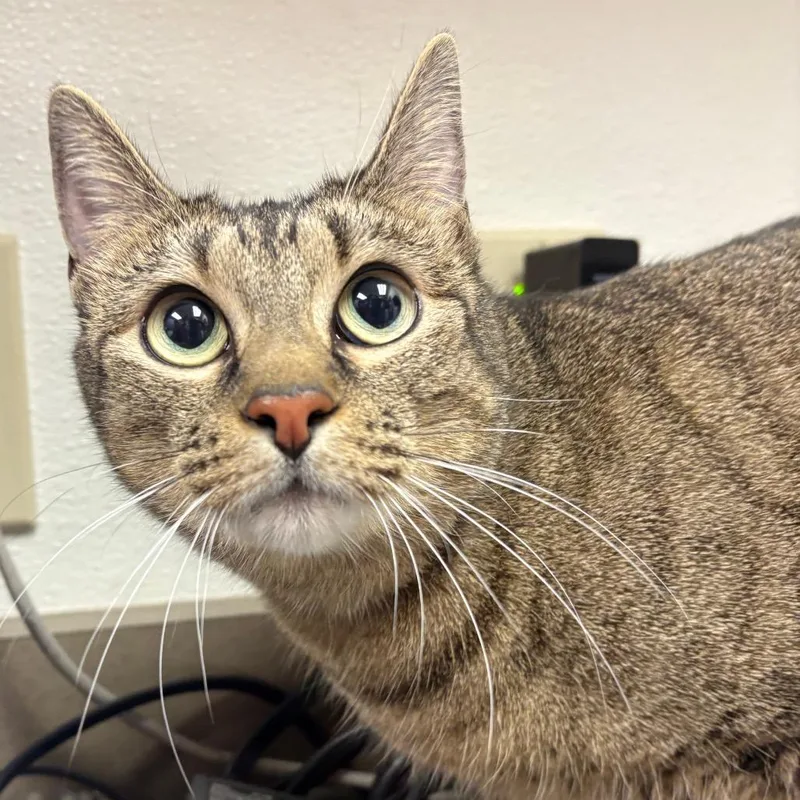 An adult large-sized female Black Domestic Short Hair cat named Mila for adoption in Albuquerque, NM