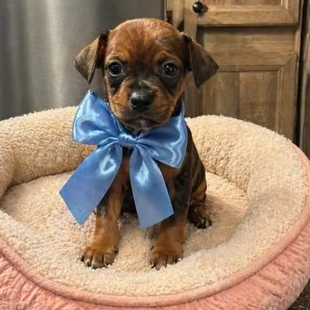 A baby small-sized male Bicolor Shih Tzu dog named Apricot for adoption in Crosby, TX