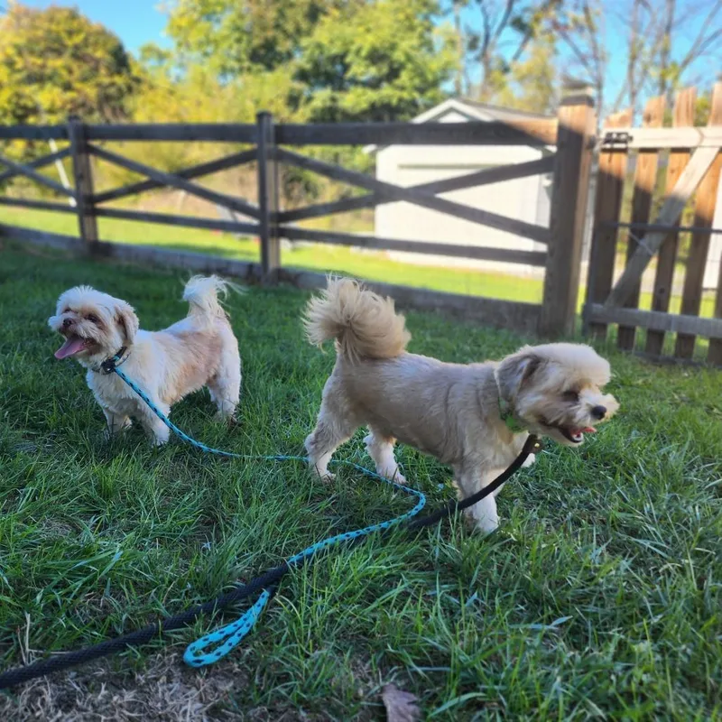 An adult small-sized male Yellow / Tan / Blond / Fawn Shih Tzu dog named Post McBone for adoption in Toms Brook, VA