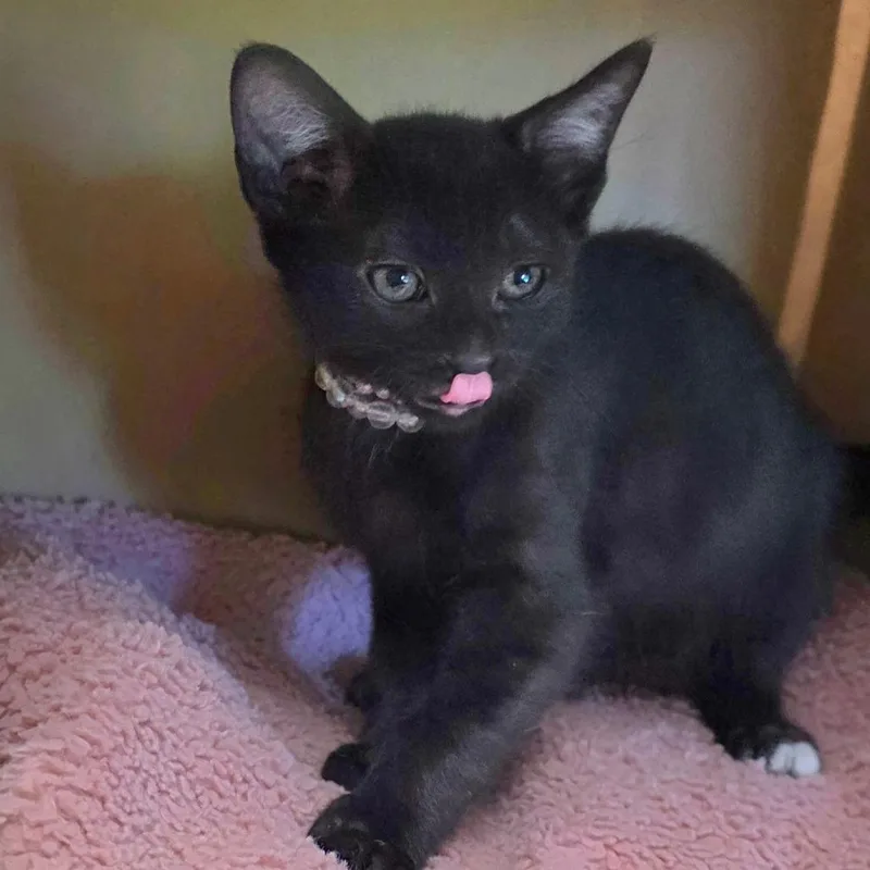 A baby medium-sized female Black Domestic Short Hair cat named Indy for adoption in Wiggins, MS
