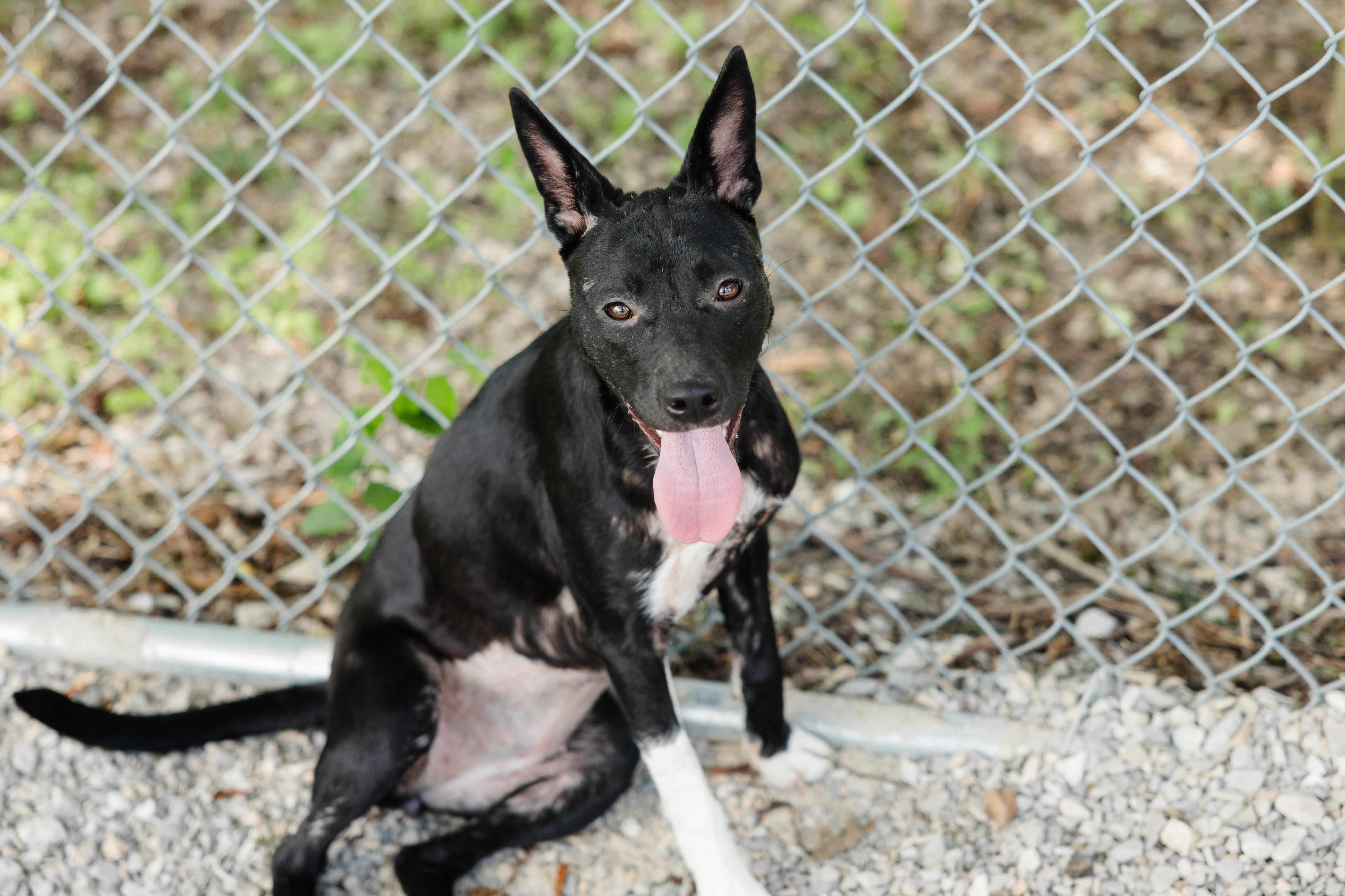 A young medium-sized female Terrier dog named Bitsy for adoption in Newburgh, IN