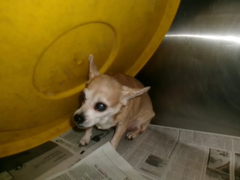 A senior small-sized male Chihuahua dog named Seco for adoption in Van Nuys, CA