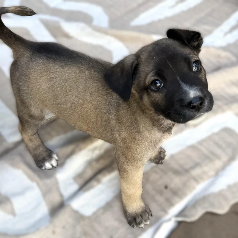 A baby medium-sized male Bicolor Belgian Shepherd / Malinois dog named Woody for adoption in Austin, TX