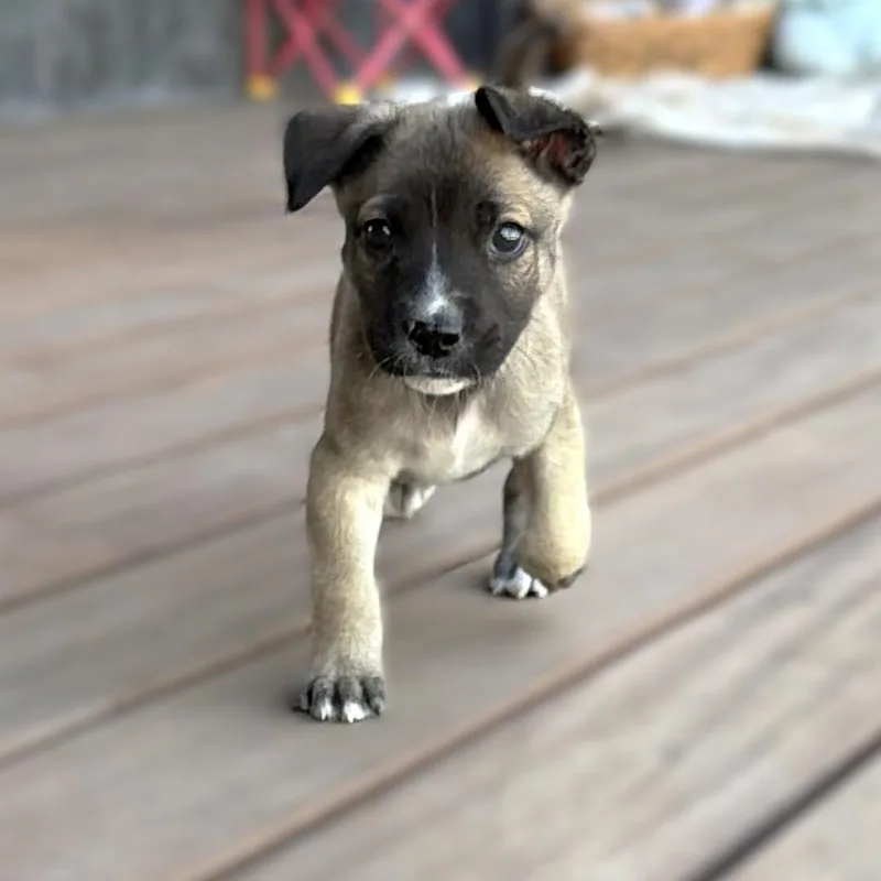 Woody thumbnail 5