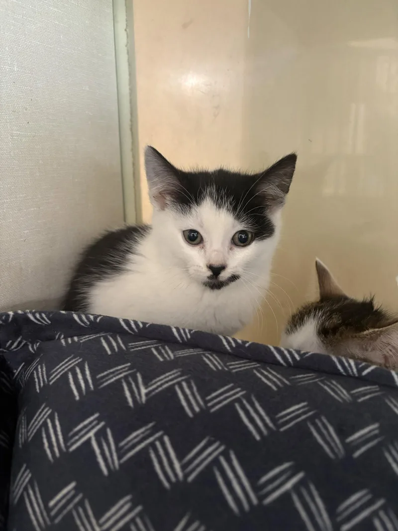 A baby medium-sized female Black & White / Tuxedo Domestic Short Hair cat named Licorice for adoption in Yardley, PA