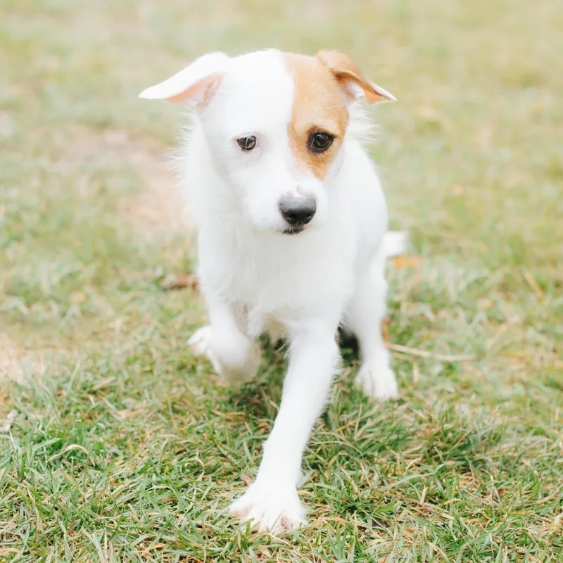 Cranberry Sauce thumbnail 4