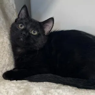 Josephine Baker thumbnail 2