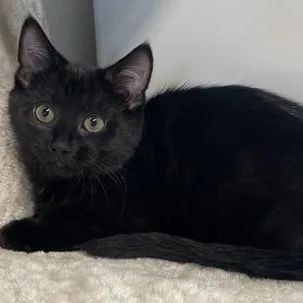 Josephine Baker thumbnail 3