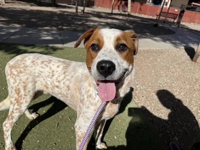 An adult large-sized male Australian Cattle Dog / Blue Heeler dog named Gilberto for adoption in Phoenix, AZ