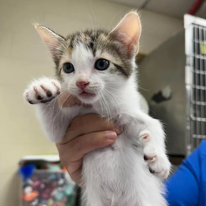 A baby small-sized female Calico Domestic Short Hair cat named Sookie for adoption in Bastrop, TX