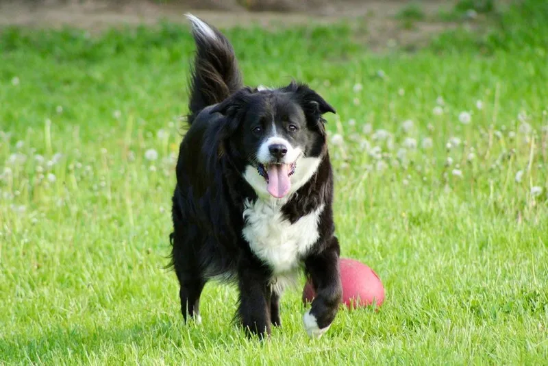 An adult large-sized male Tricolor (Brown, Black, & White) Border Collie dog named Sampson for adoption in Ringwood, IL