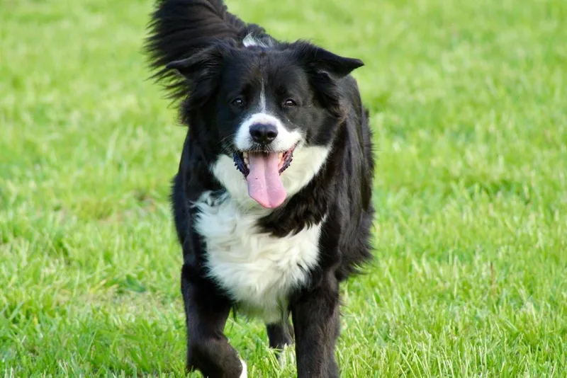 Sampson thumbnail 2