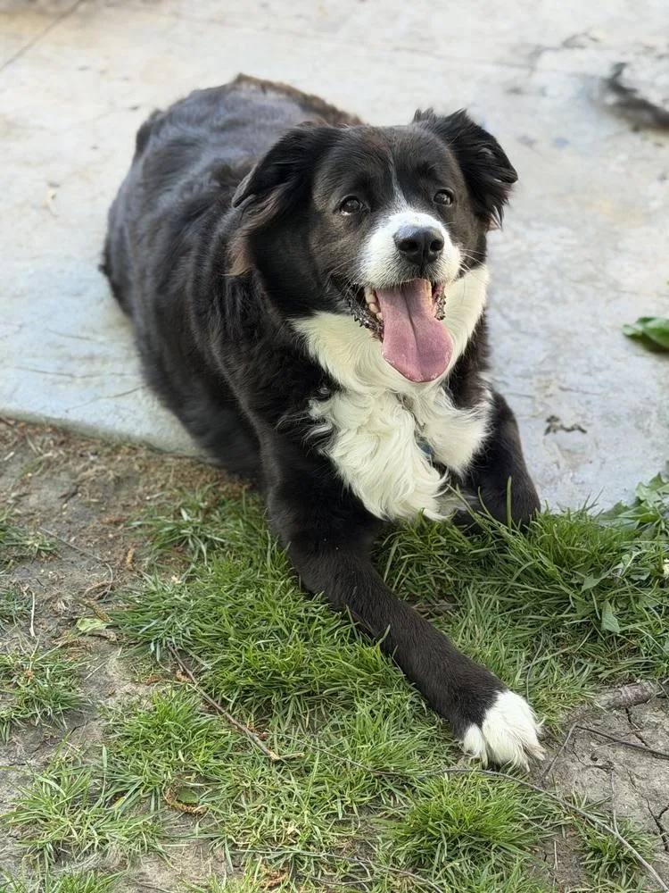 Sampson thumbnail 5