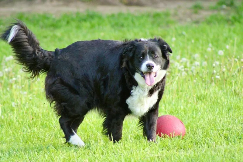 Sampson thumbnail 6